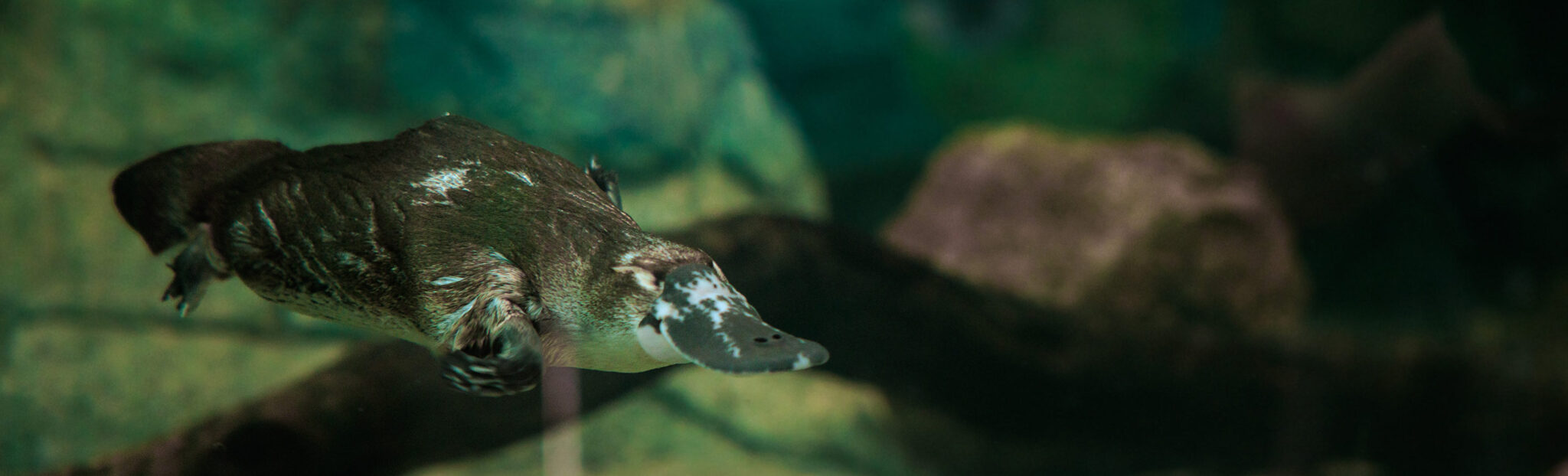Taronga Zoo Platypus Research Centre